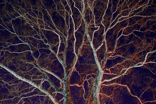 Sycamore at Night Lit by Street Lamps, Bloomfield, NJ (5919 SA).jpg Sycamore at Night Lit by Street Lamps, Bloomfield, NJ (5919 SA).jpg